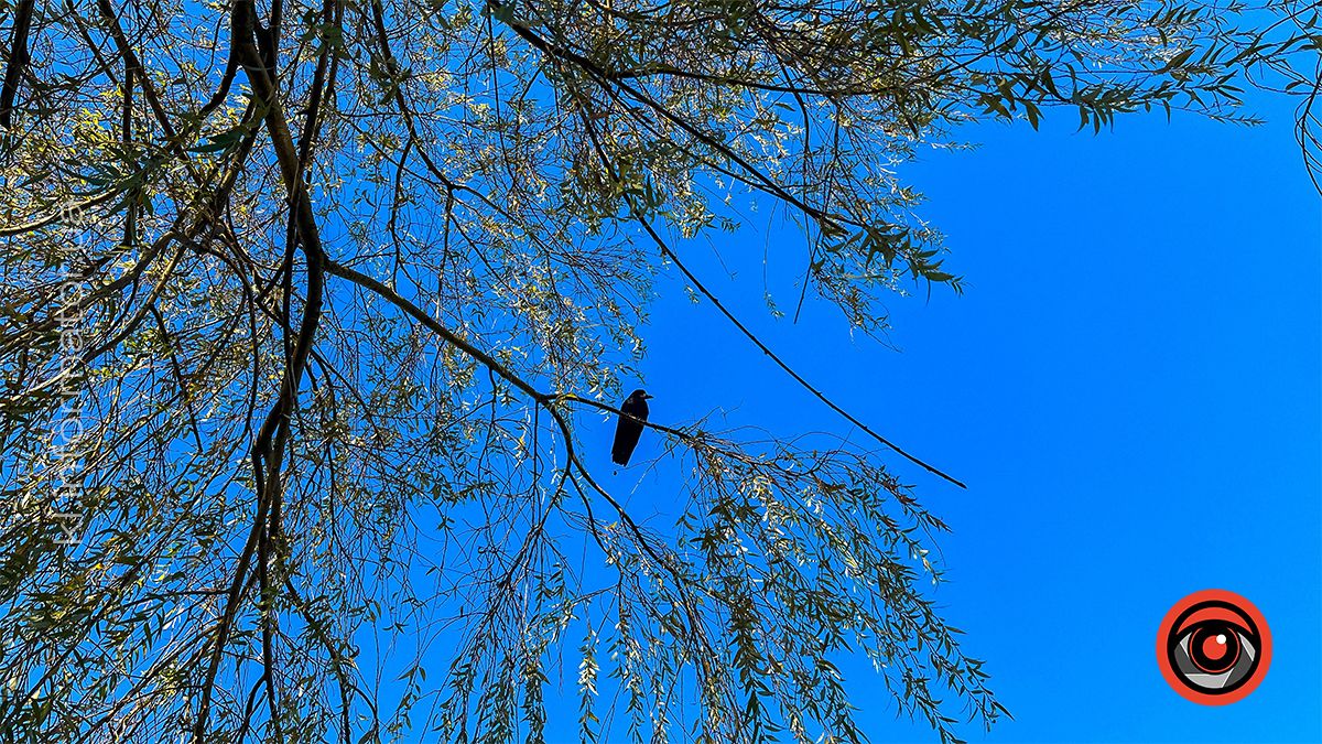 Коломийське озеро ім.Руфа напередодні зими. Фоторепортаж 21