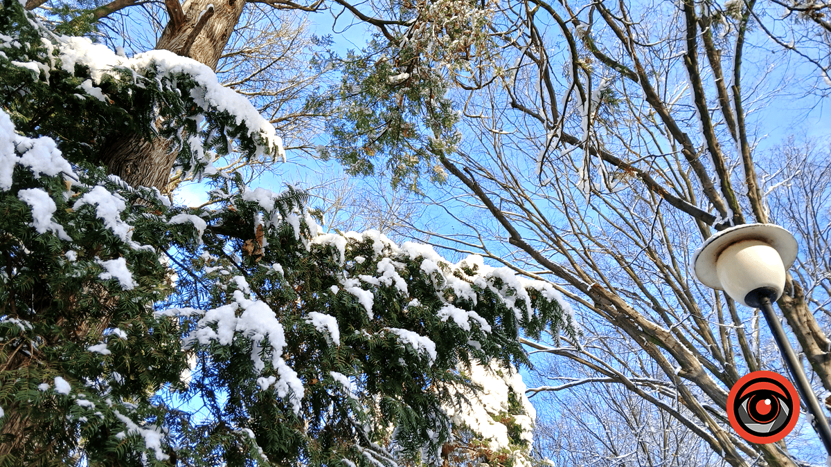 Зимова казка у парку імені Трильовського: фоторепортаж 8