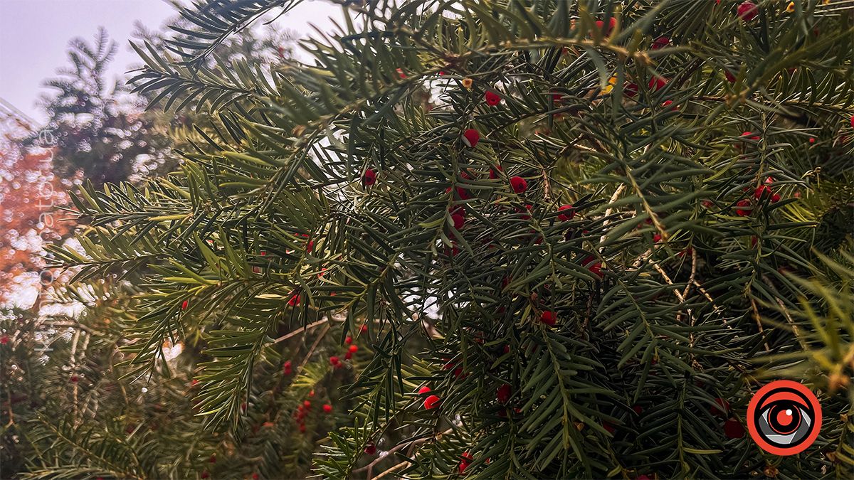 Похмуре середмістя Коломиї: фоторепортаж 17