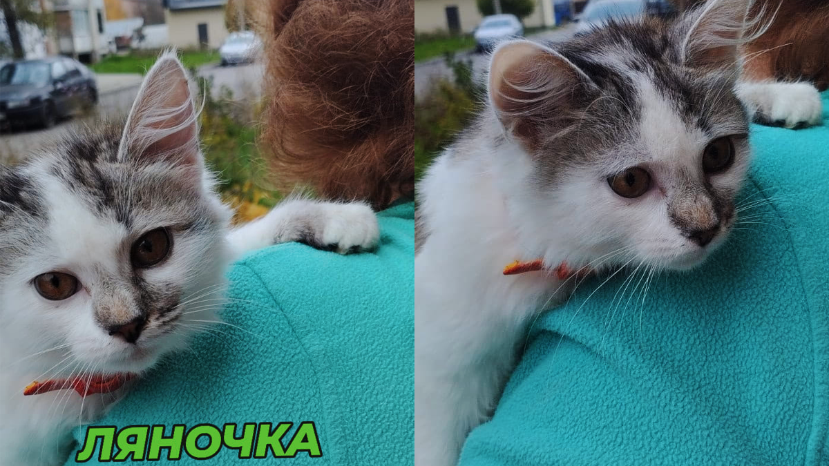 Чимало пухнастиків шукають новий дім у Коломиї 4