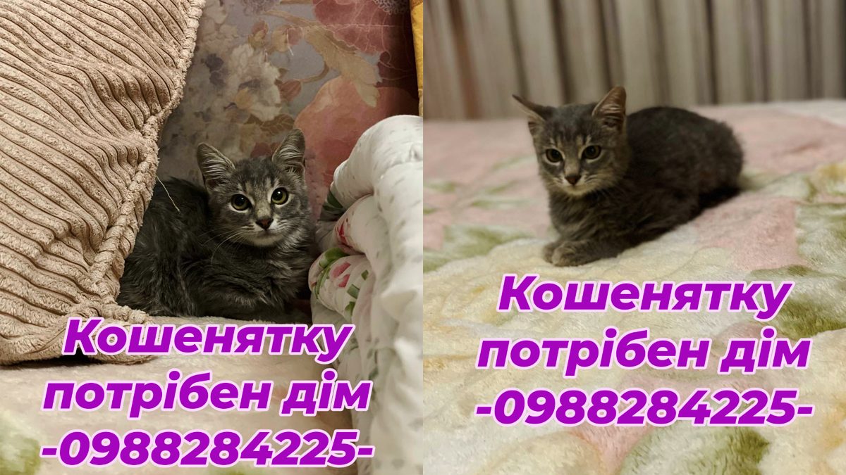 Чимало пухнастиків шукають новий дім у Коломиї 5