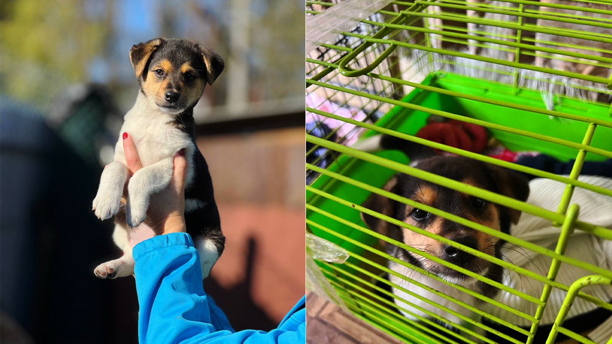 Чимало пухнастиків шукають новий дім у Коломиї 1