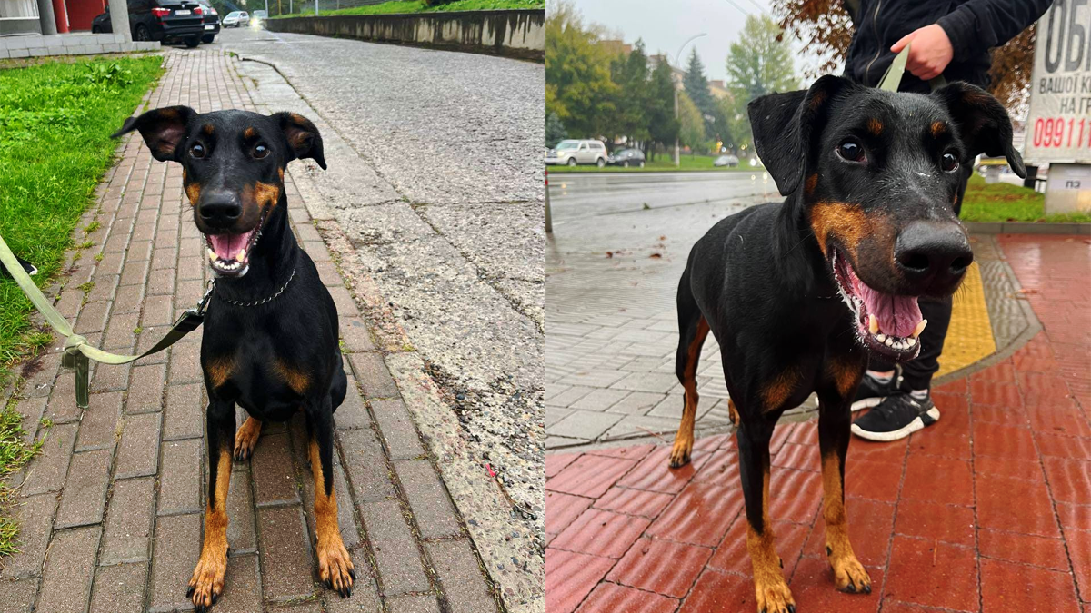 Чимало пухнастиків шукають новий дім у Коломиї 2