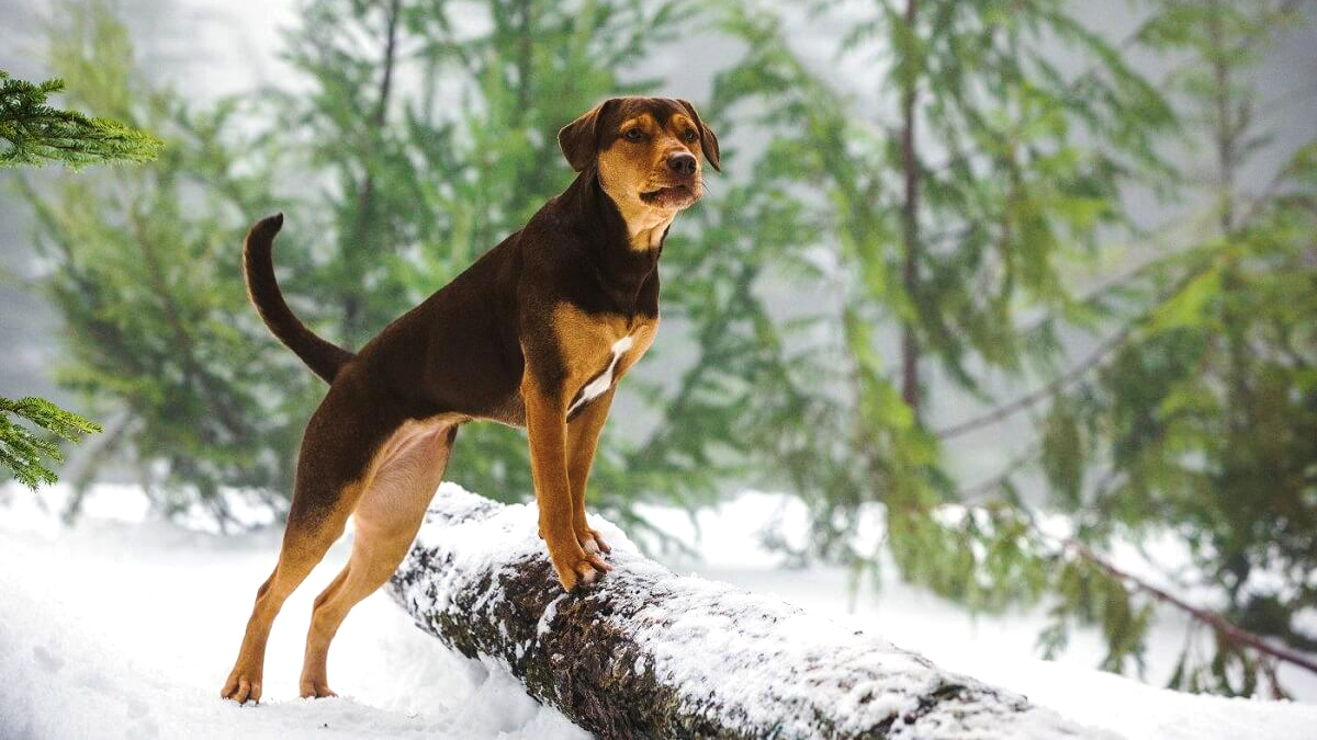 Фільми, що зігрівають душу: пригоди чотирилапих у кінематографі 5