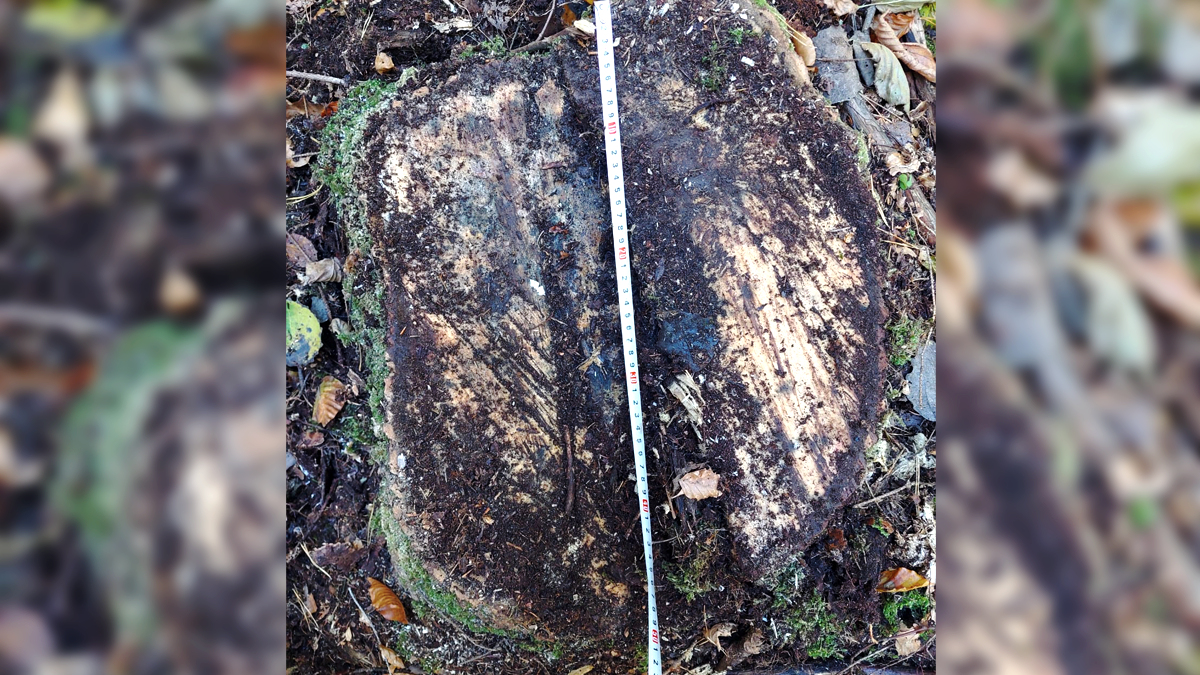 На території Космацького лісництва незаконно вирубали дерев на понад 80 млн грн 1