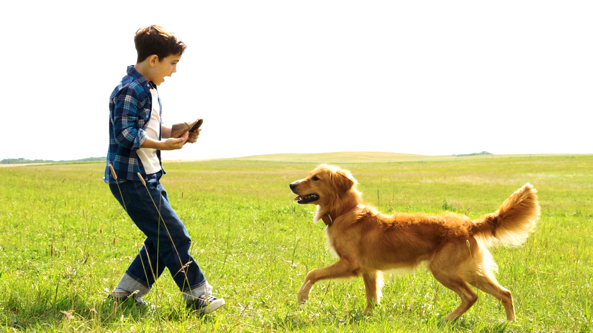 Фільми, що зігрівають душу: пригоди чотирилапих у кінематографі 3