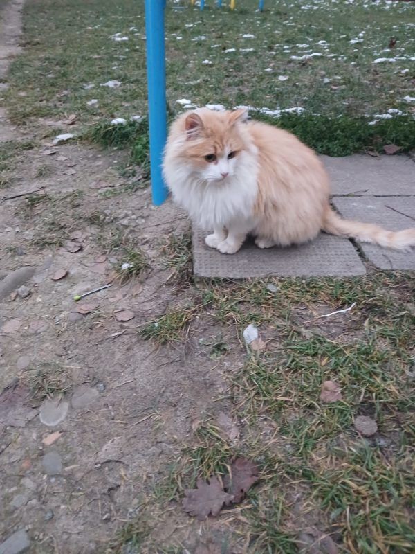 Коломийські чотирилапі шукають теплу домівку 2