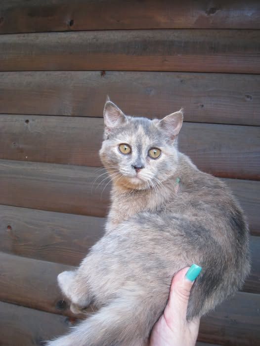 Коломийські чотирилапі шукають теплу домівку 5