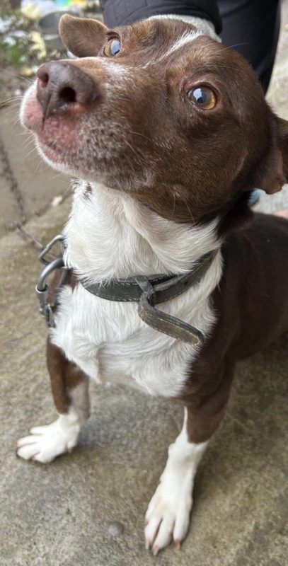 Коломийські чотирилапі шукають теплу домівку 4