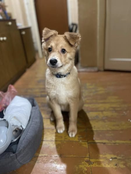 Коломийські чотирилапі шукають теплу домівку 3