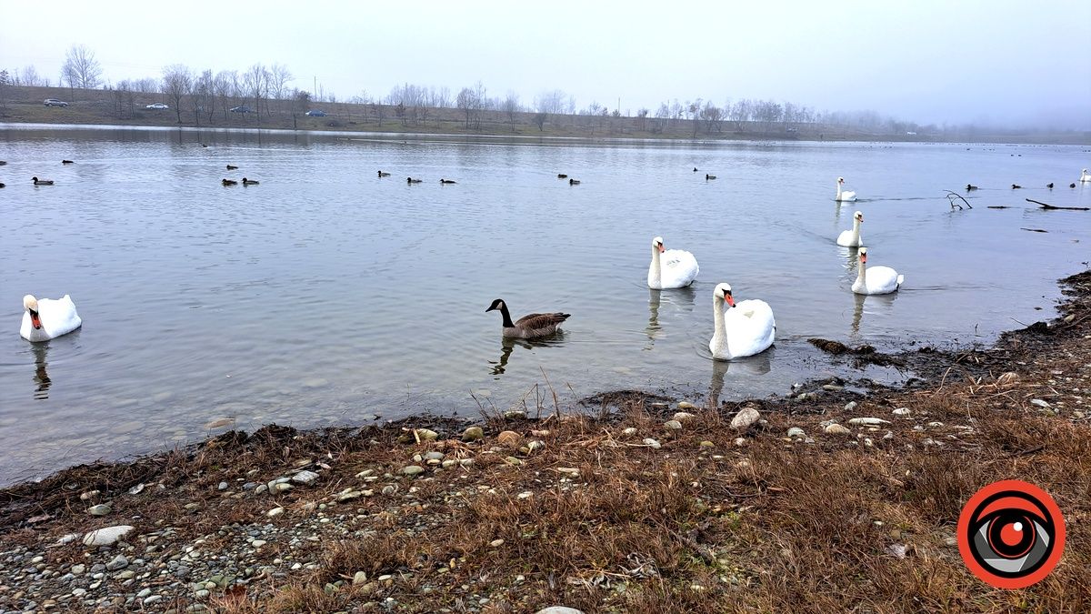 На Шевченківському озері у Коломиї помітили незвичних птахів. Хто вони? 1