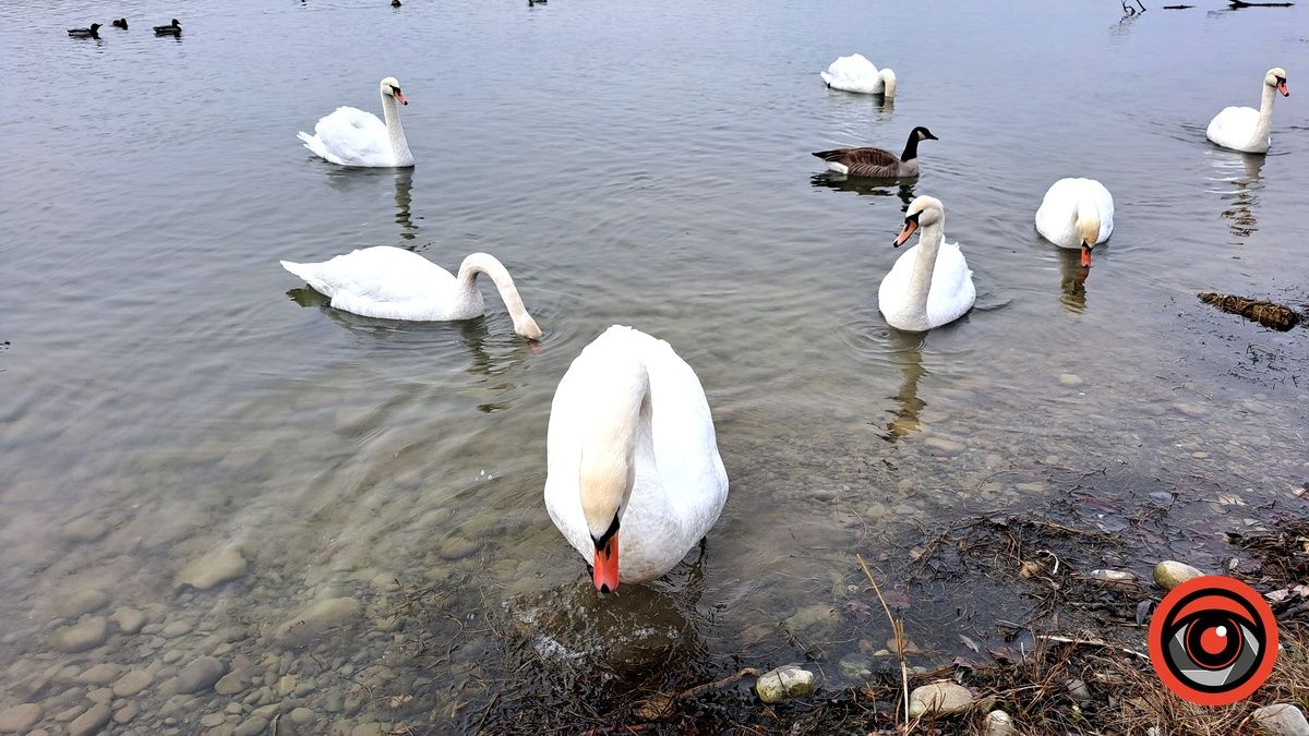 На Шевченківському озері у Коломиї помітили незвичних птахів. Хто вони? 2