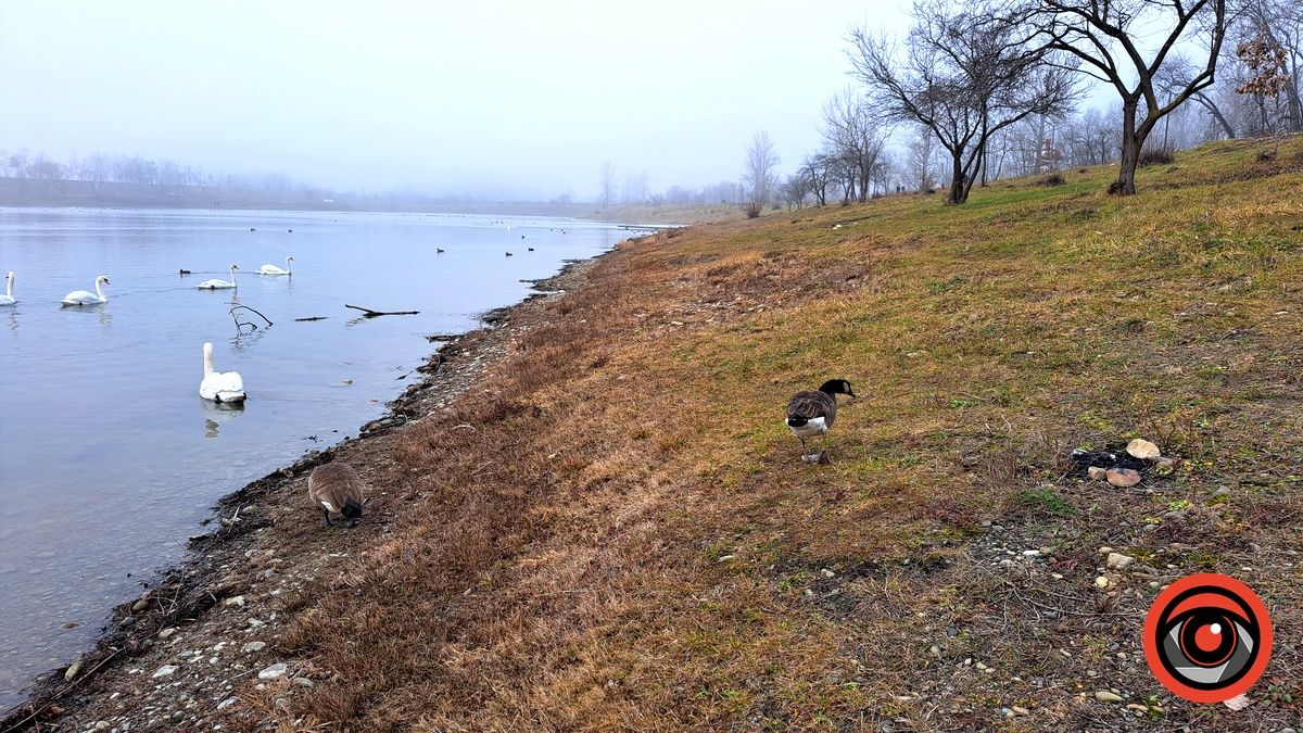 На Шевченківському озері у Коломиї помітили незвичних птахів. Хто вони? 3