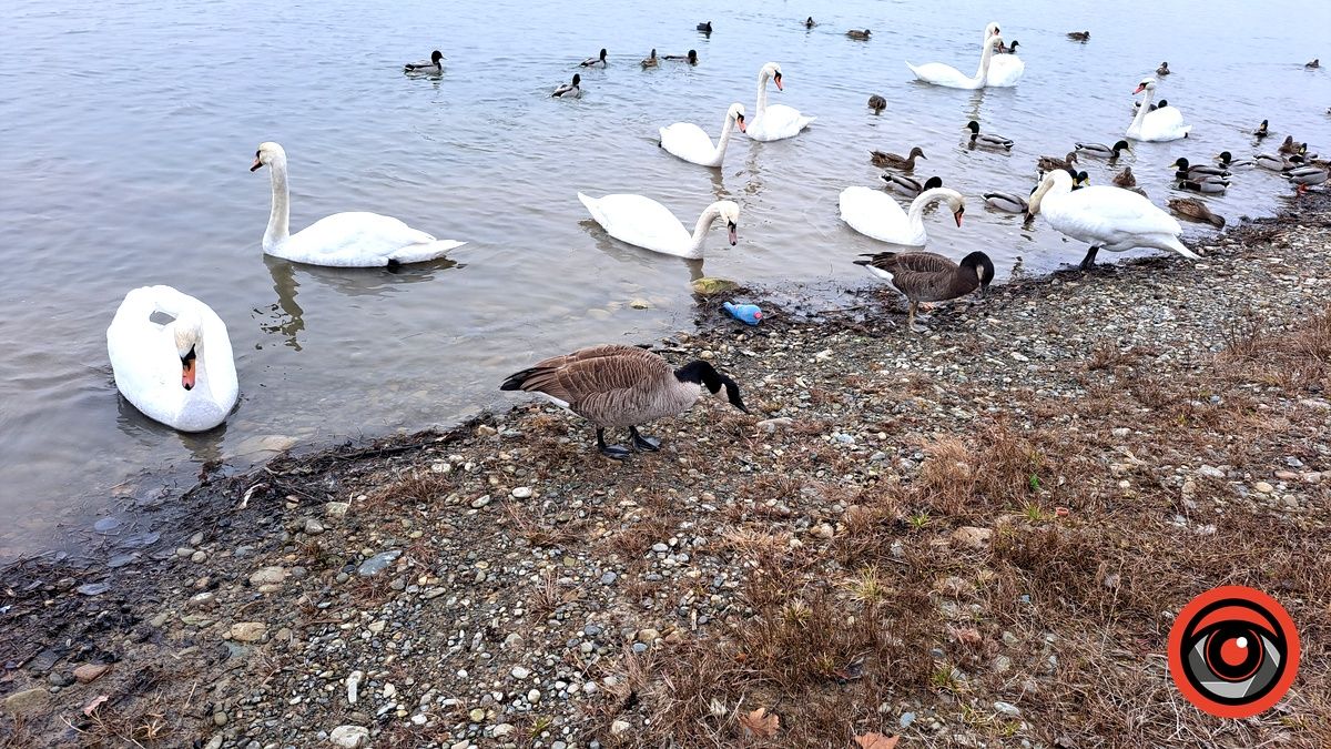 На Шевченківському озері у Коломиї помітили незвичних птахів. Хто вони? 4