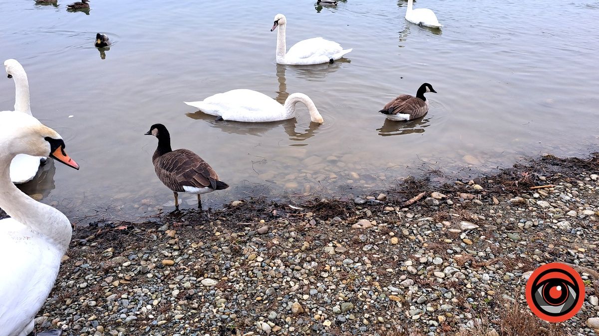 На Шевченківському озері у Коломиї помітили незвичних птахів. Хто вони? 5