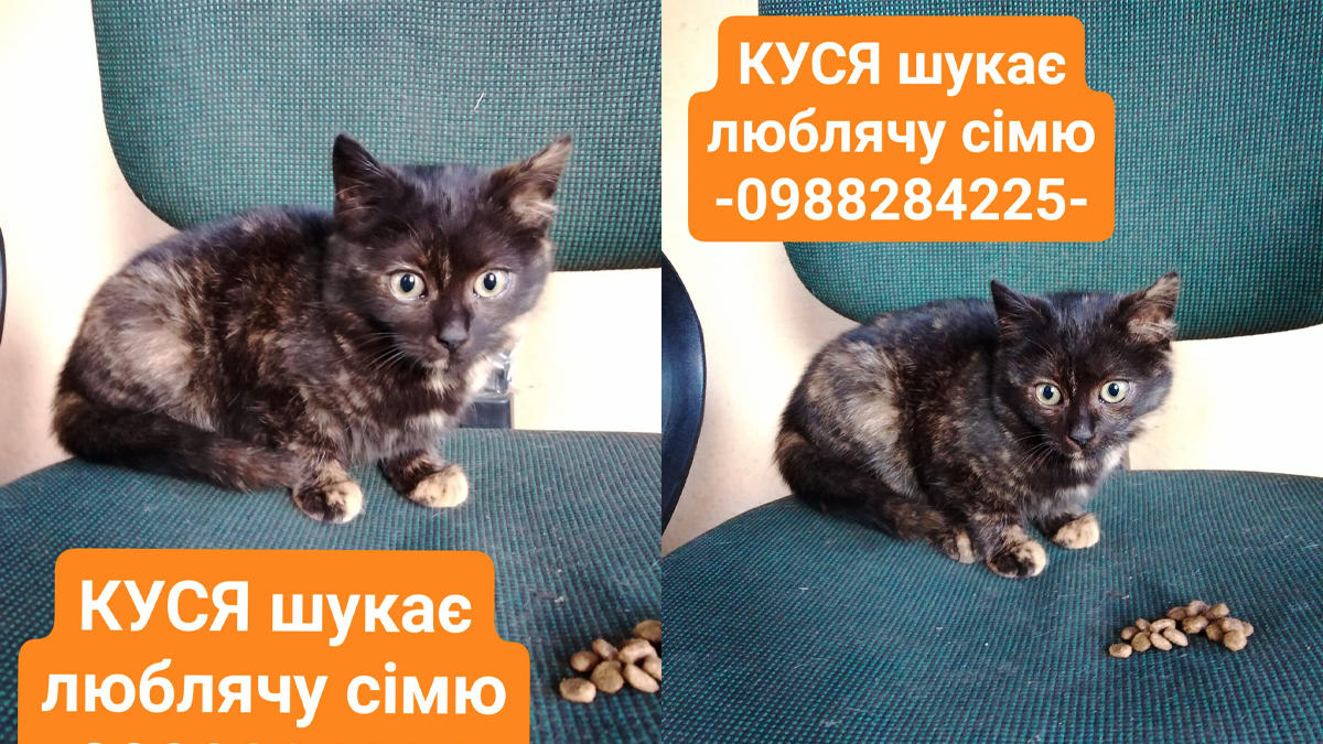 У пошуках дому: добірка пухнастиків 5