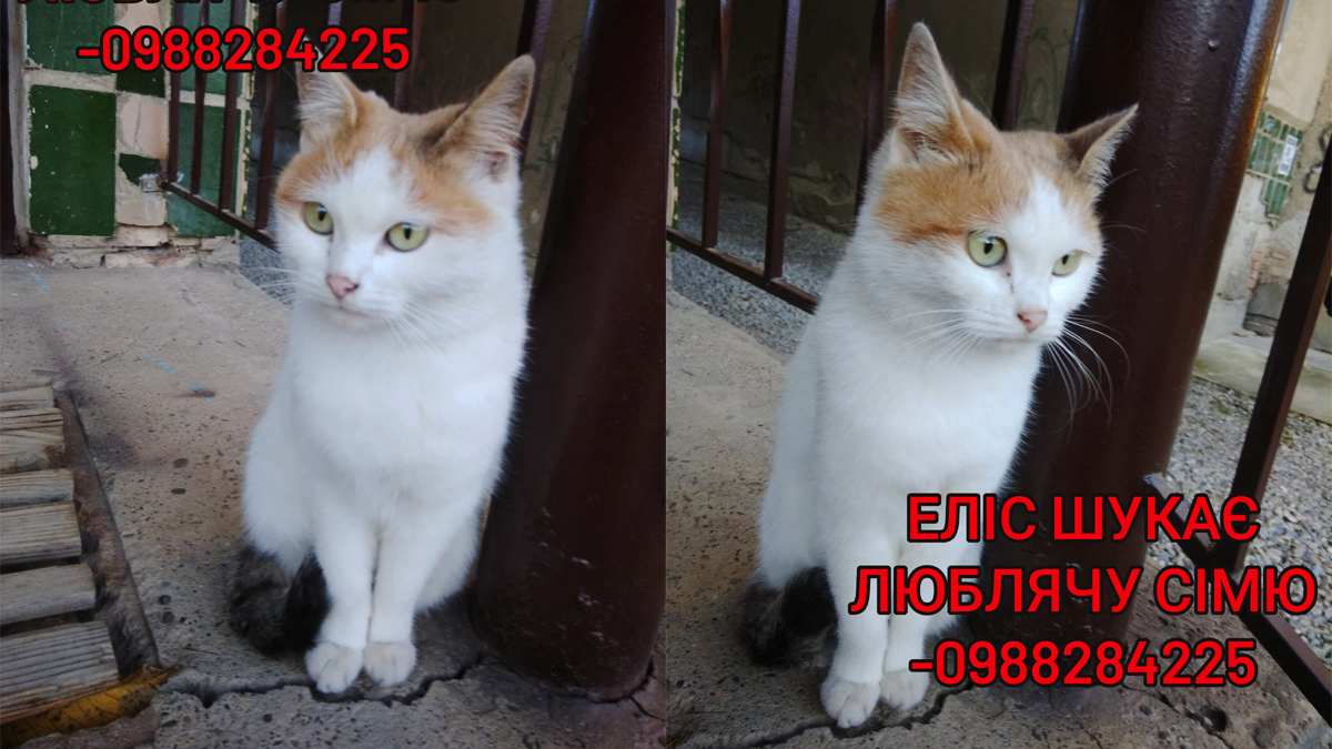 Пухнастики у Коломиї шукають люблячу домівку 5