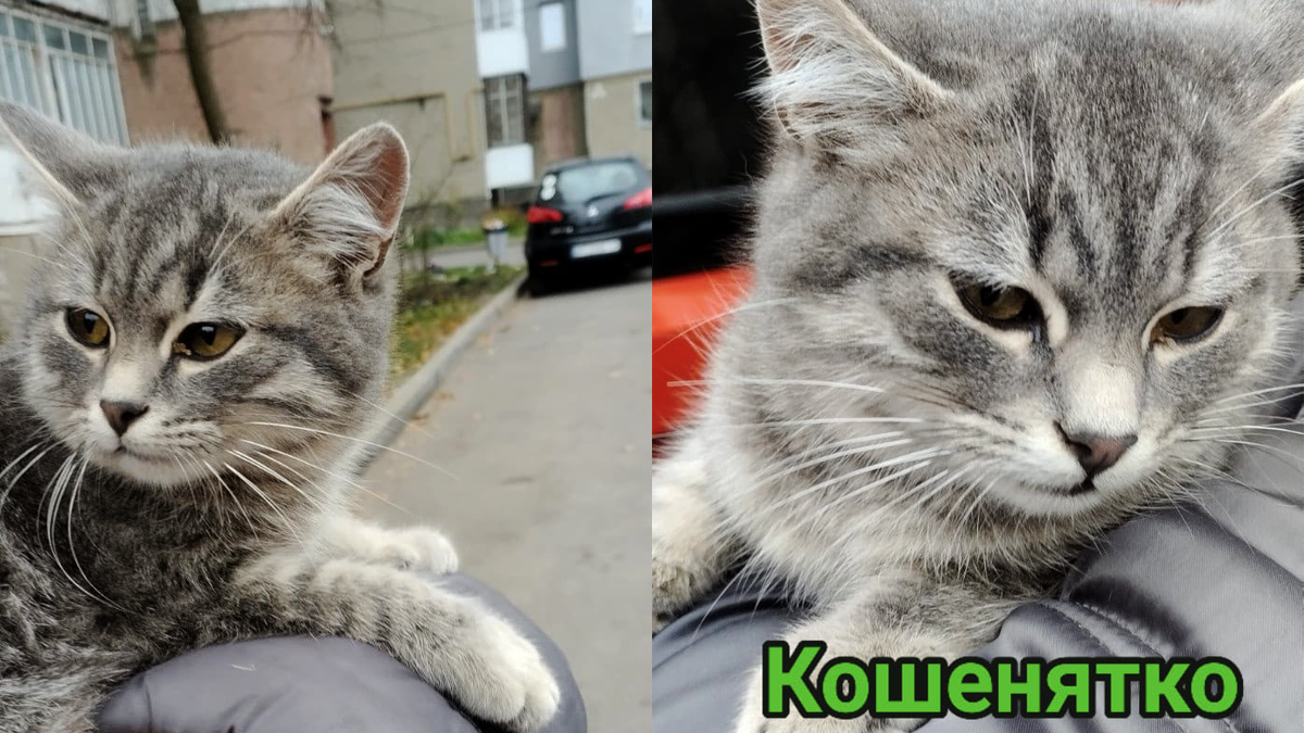 Пухнастики у Коломиї шукають люблячу домівку 2