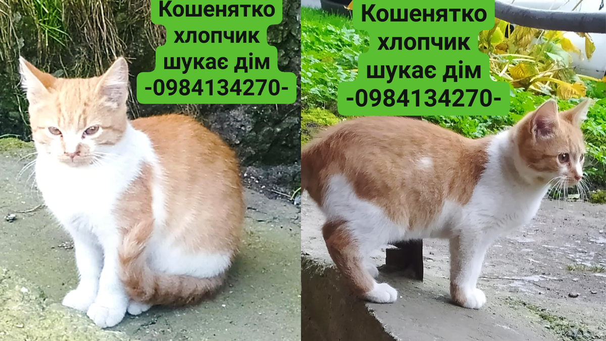 Пухнастики у Коломиї шукають люблячу домівку 4