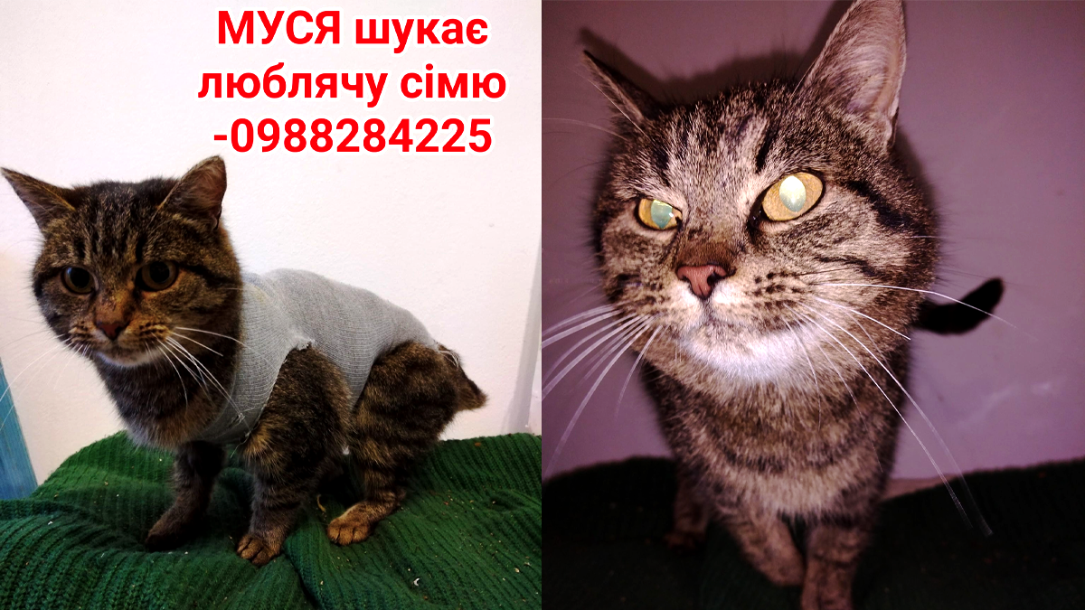 Подаруйте їм різдвяне диво: чотирилапі в Коломиї шукають люблячу домівку 1