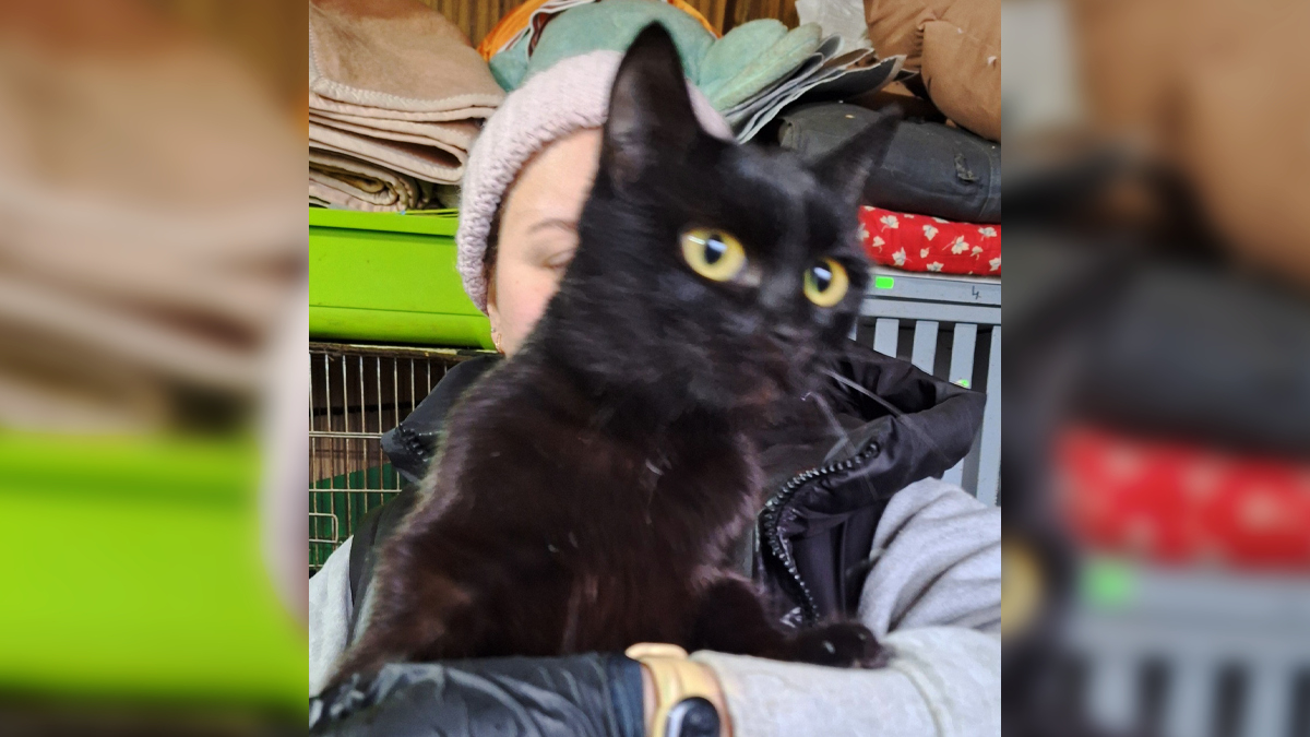 Чотирилапі друзі шукають родину у Коломиї 1