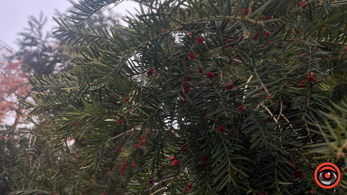 Погода в Коломиї 16 грудня: хмарно