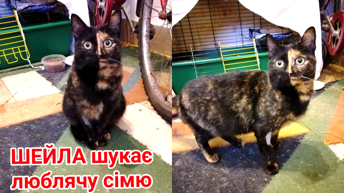 Подаруйте їм різдвяне диво: чотирилапі в Коломиї шукають люблячу домівку 2