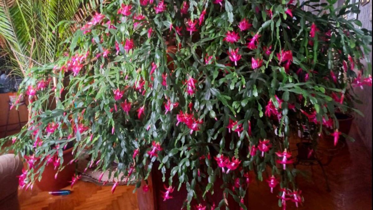 Прикарпатка виростила різдвяника-гіганта: на ньому зацвіли майже 2 000 квіток 1