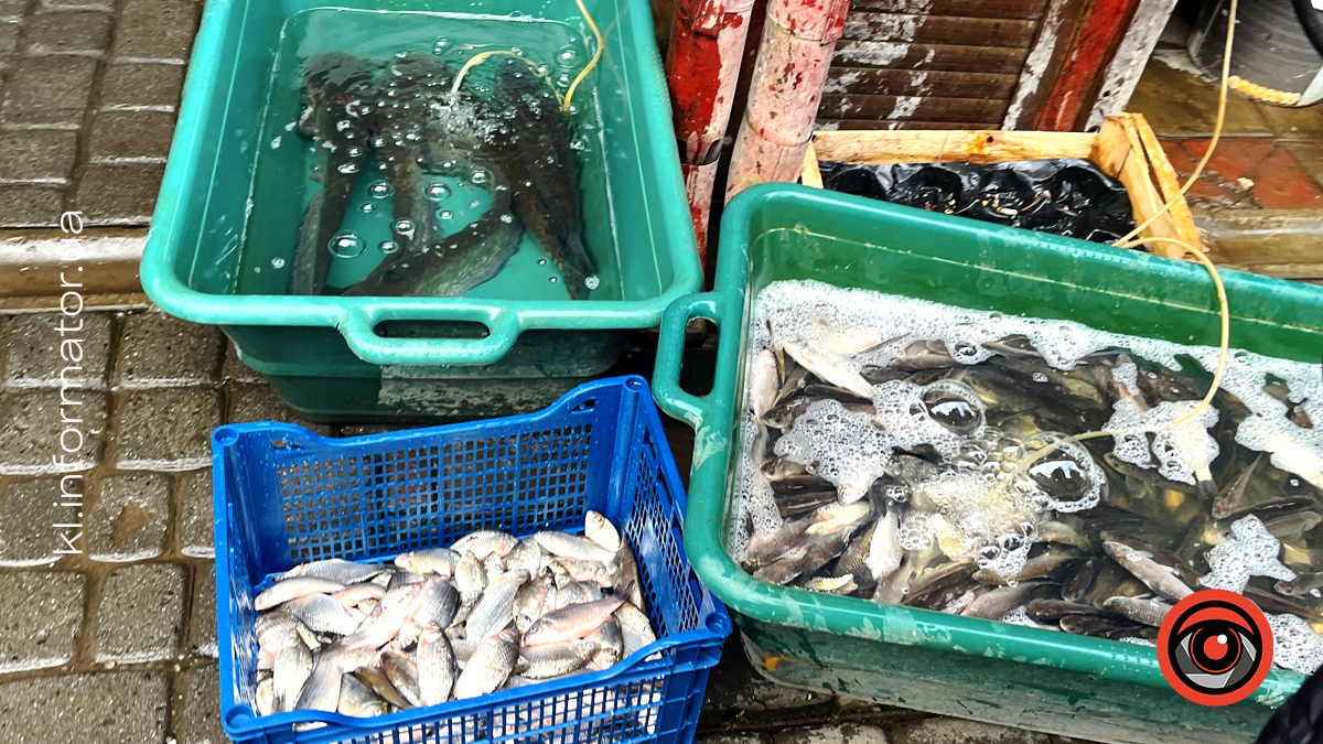 Скільки коштує жива риба на ринку в Коломиї напередодні Різдва 1