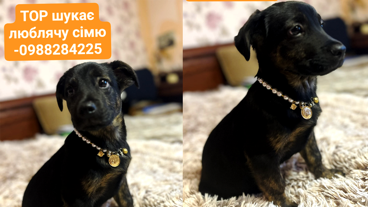 Подаруйте їм різдвяне диво: чотирилапі в Коломиї шукають люблячу домівку 4