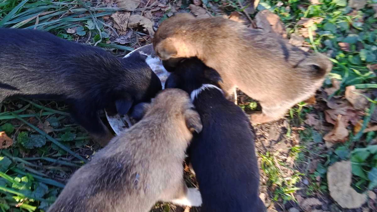 Пухнастики у Коломиї шукають люблячу домівку 1