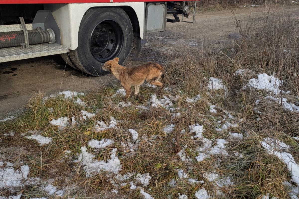 На Коломийщині рятувальники врятували собаку, яка впала в криницю 1