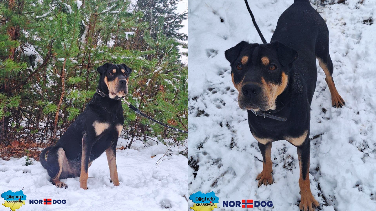 Пухнастики у Коломиї шукають люблячу домівку 3