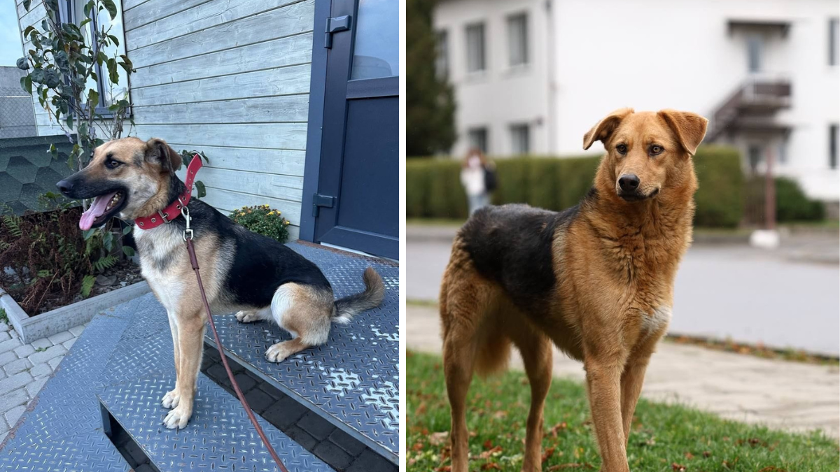 Коломийські чотирилапі шукають теплу домівку 1