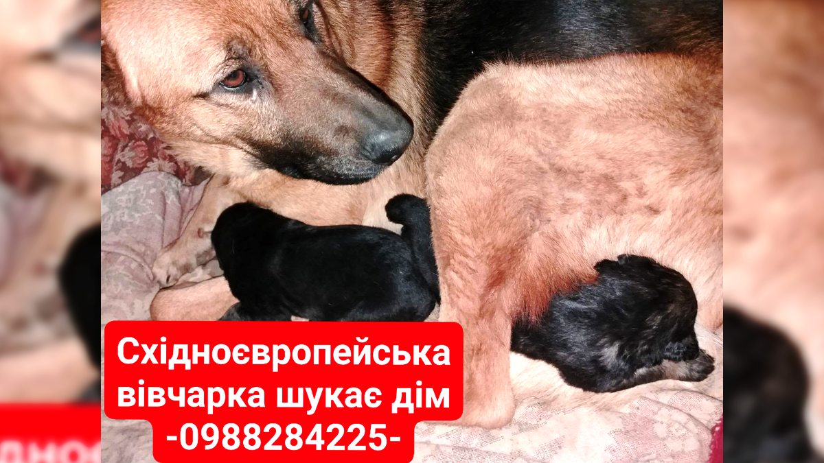 Подаруйте їм різдвяне диво: чотирилапі в Коломиї шукають люблячу домівку 3