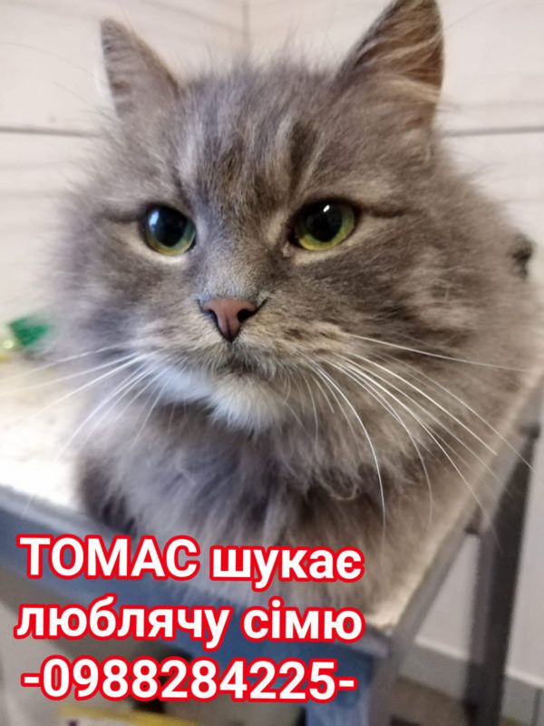 Коломийські пухнастики шукають нових господарів 2