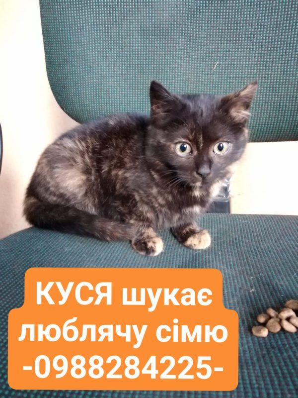 Коломийські пухнастики шукають нових господарів 4