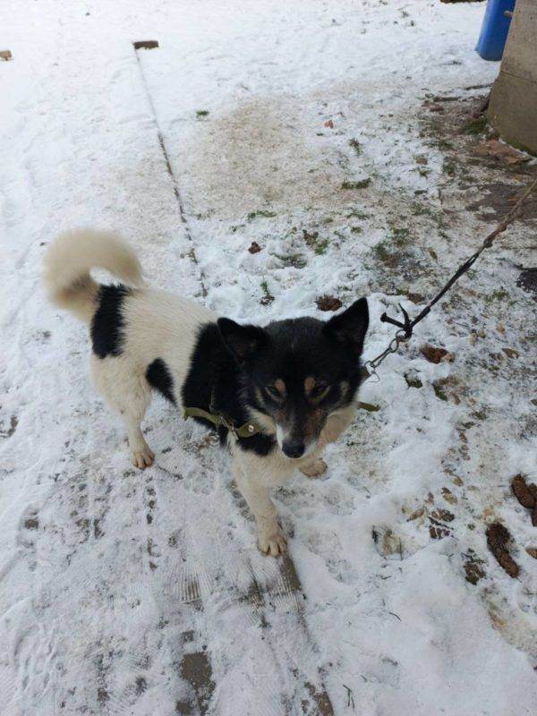 Коломийські пухнастики шукають нових господарів 1