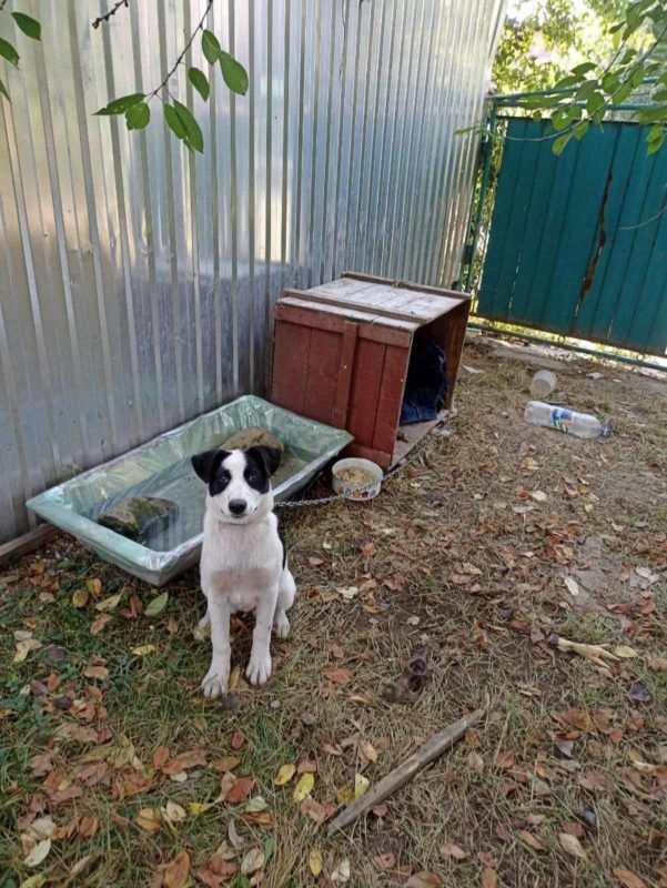 Коломийські пухнастики шукають нових господарів 3