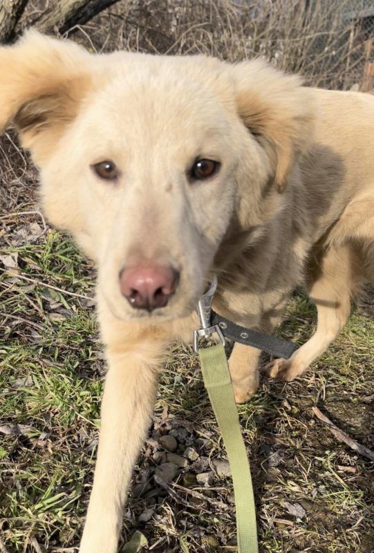 Коломийські пухнастики шукають нових господарів 5