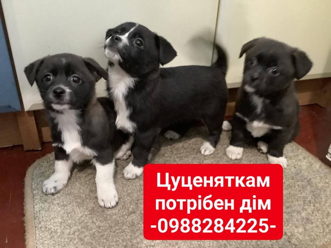 Прихистіть чотирилапих: які тваринки у Коломиї чекають на люблячі сім'ї 5