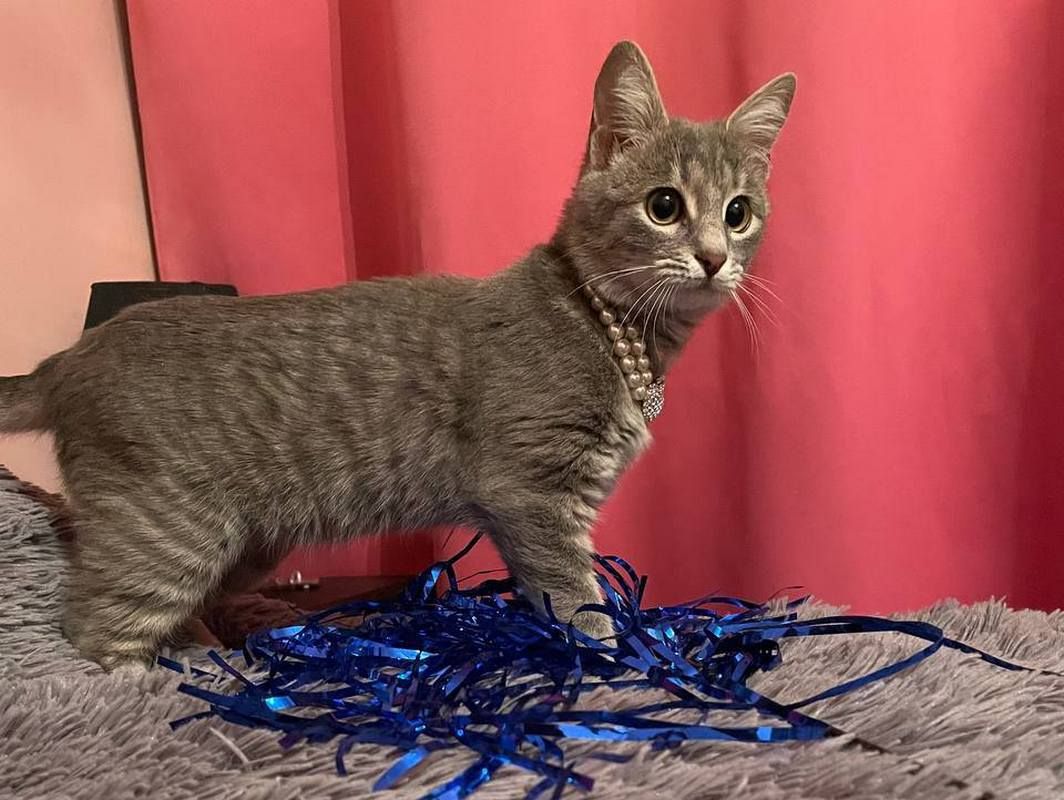 Прихистіть чотирилапих: які тваринки у Коломиї чекають на люблячі сім'ї 6