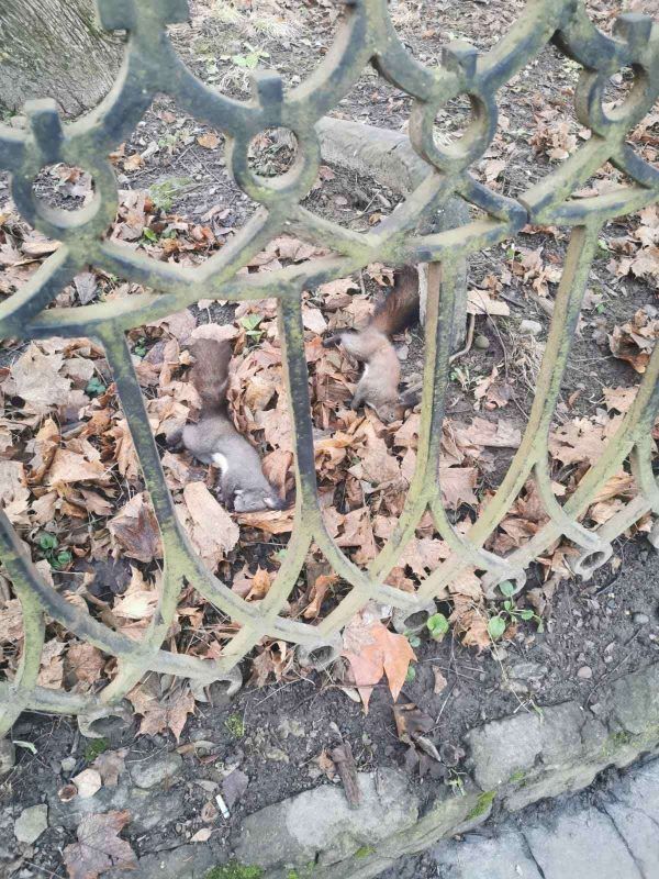 У Франківську мертвих білок відправили на розтин 1