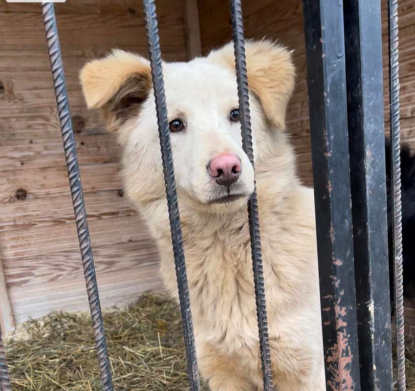 Прихистіть чотирилапих: які тваринки у Коломиї чекають на люблячі сім'ї 2
