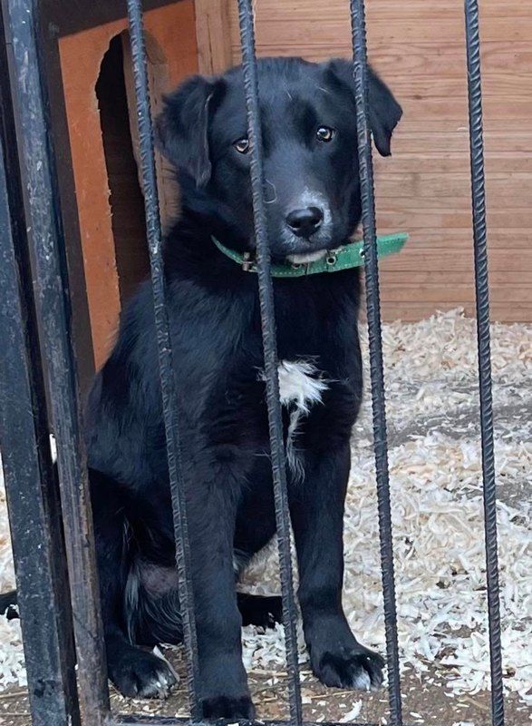 Прихистіть чотирилапих: які тваринки у Коломиї чекають на люблячі сім'ї 4