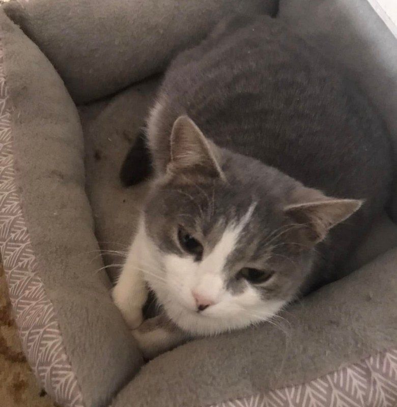 Прихистіть чотирилапих: які тваринки у Коломиї чекають на люблячі сім'ї 3