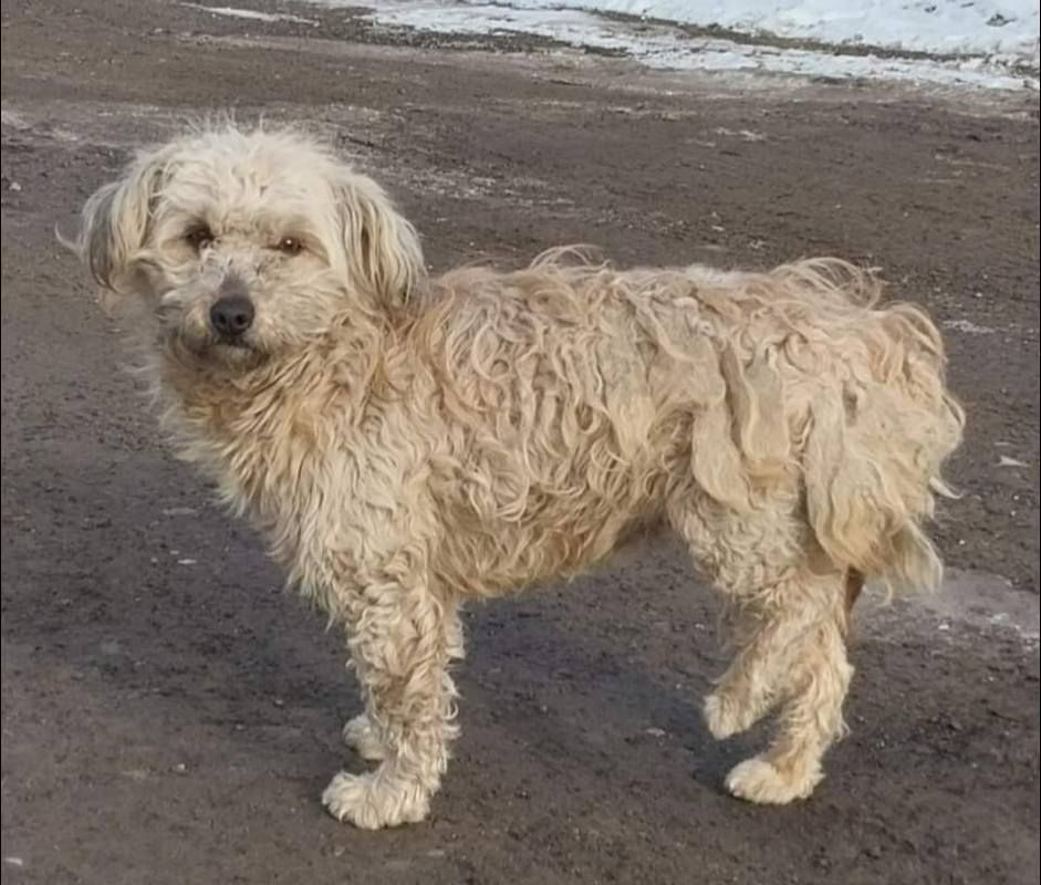 Прихистіть чотирилапих: які тваринки у Коломиї чекають на люблячі сім'ї 1