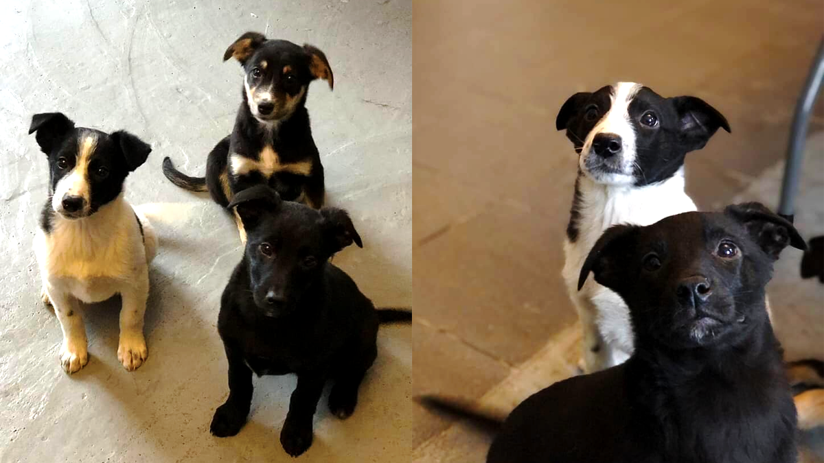 У пошуках дому: добірка пухнастиків 4