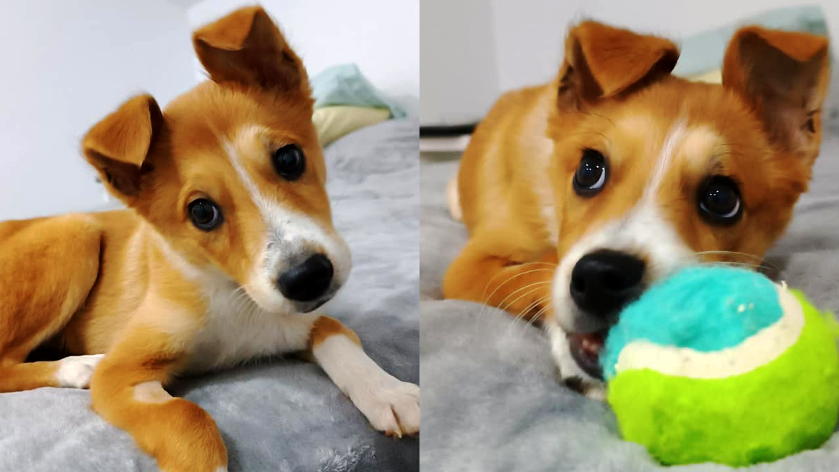 У пошуках дому: добірка пухнастиків 1