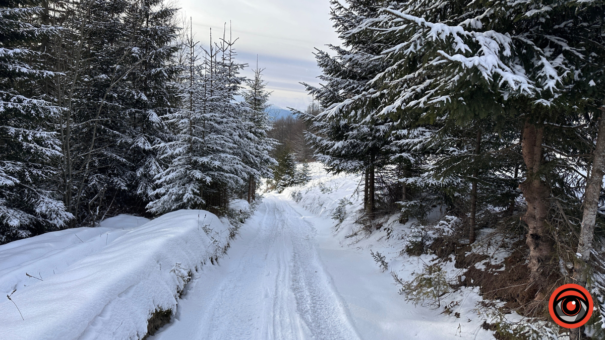 Казка зимового лісу: фоторепортаж з Карпат 1